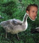 gosling