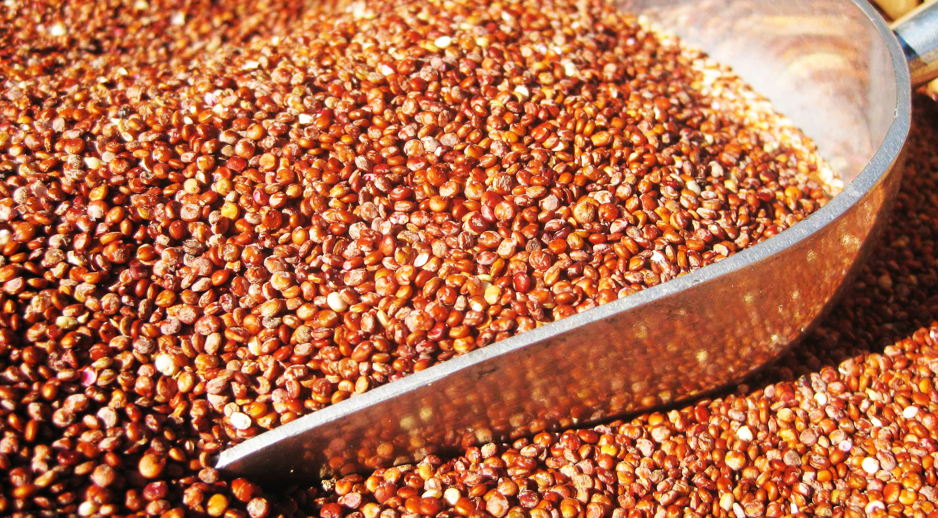 Organic-Quinoa-Red-Seeds-Scoop